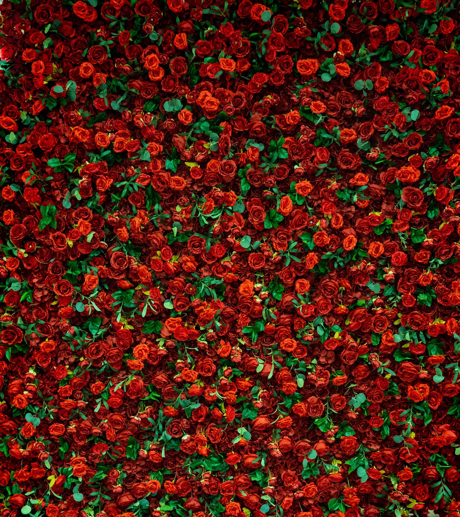 red rose background